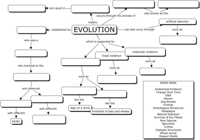 Forces of evolution worksheet answers