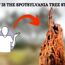 What is the spotsylvania tree stump