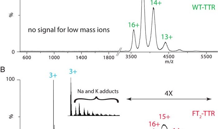 Populations evolution