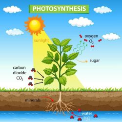 How does photosynthesis work label the diagram answer key